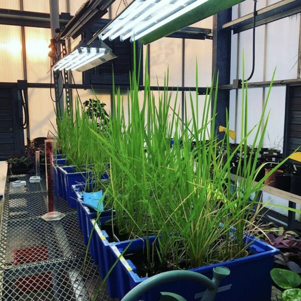Rice plants used for conducting research at the TLU Greenhouse