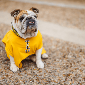Tallulah in a yellow tshirt