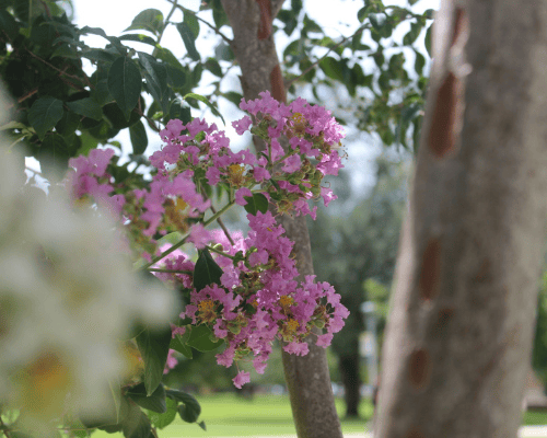 flowers on campus