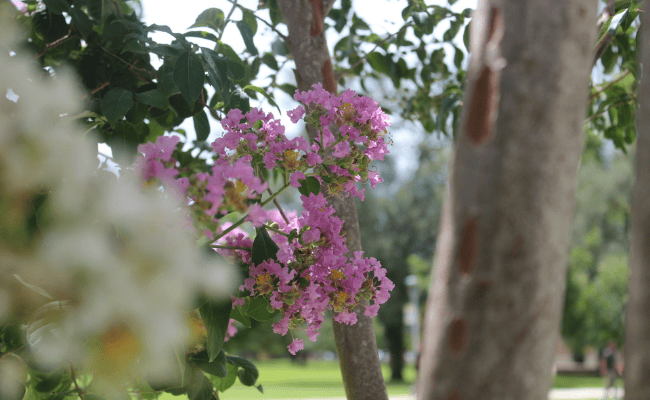 flowers on campus