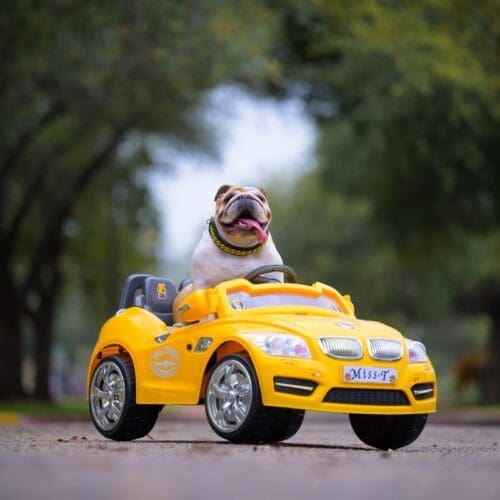 Talulah the Bulldog in a car