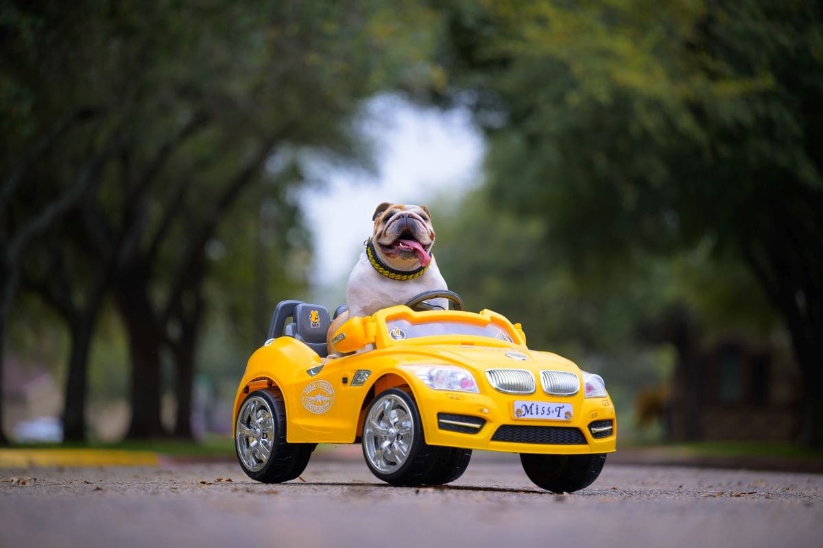 Talulah the Bulldog in a car