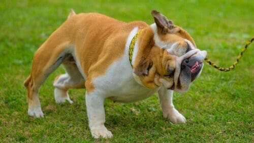 Talulah, TLU's live Bulldog, shaking in the grass