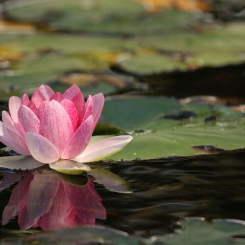 pink lotus flower on pond of lilipads