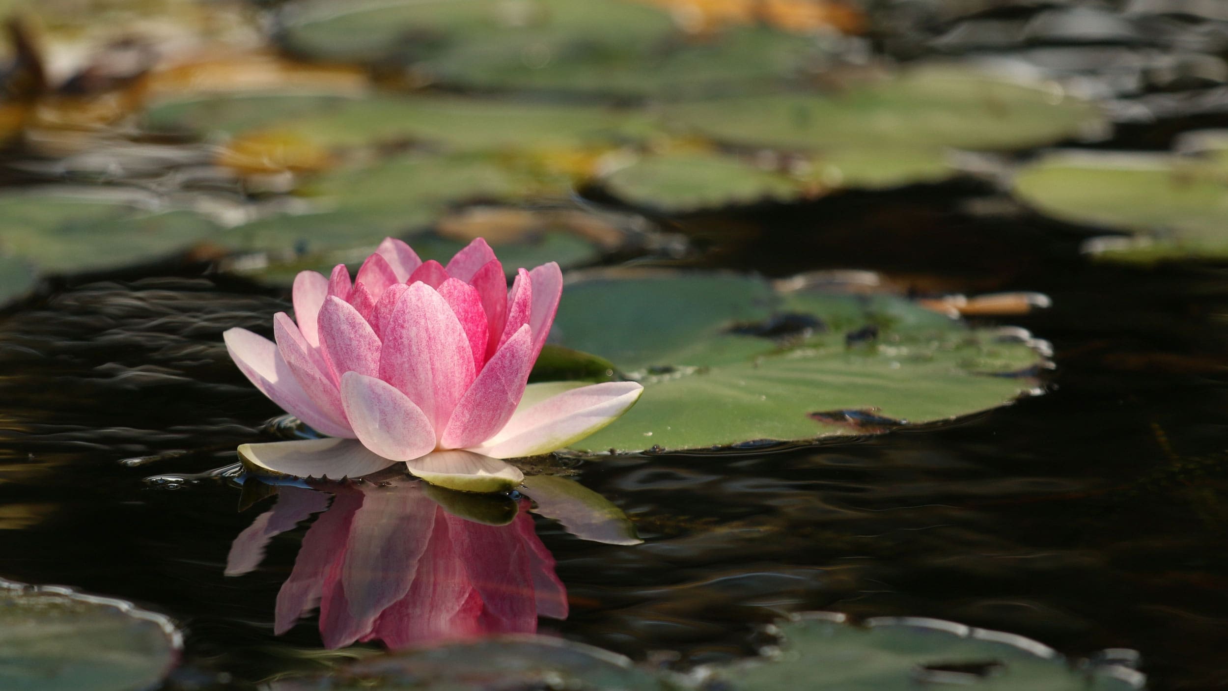 pink lotus flower on pond of lilipads