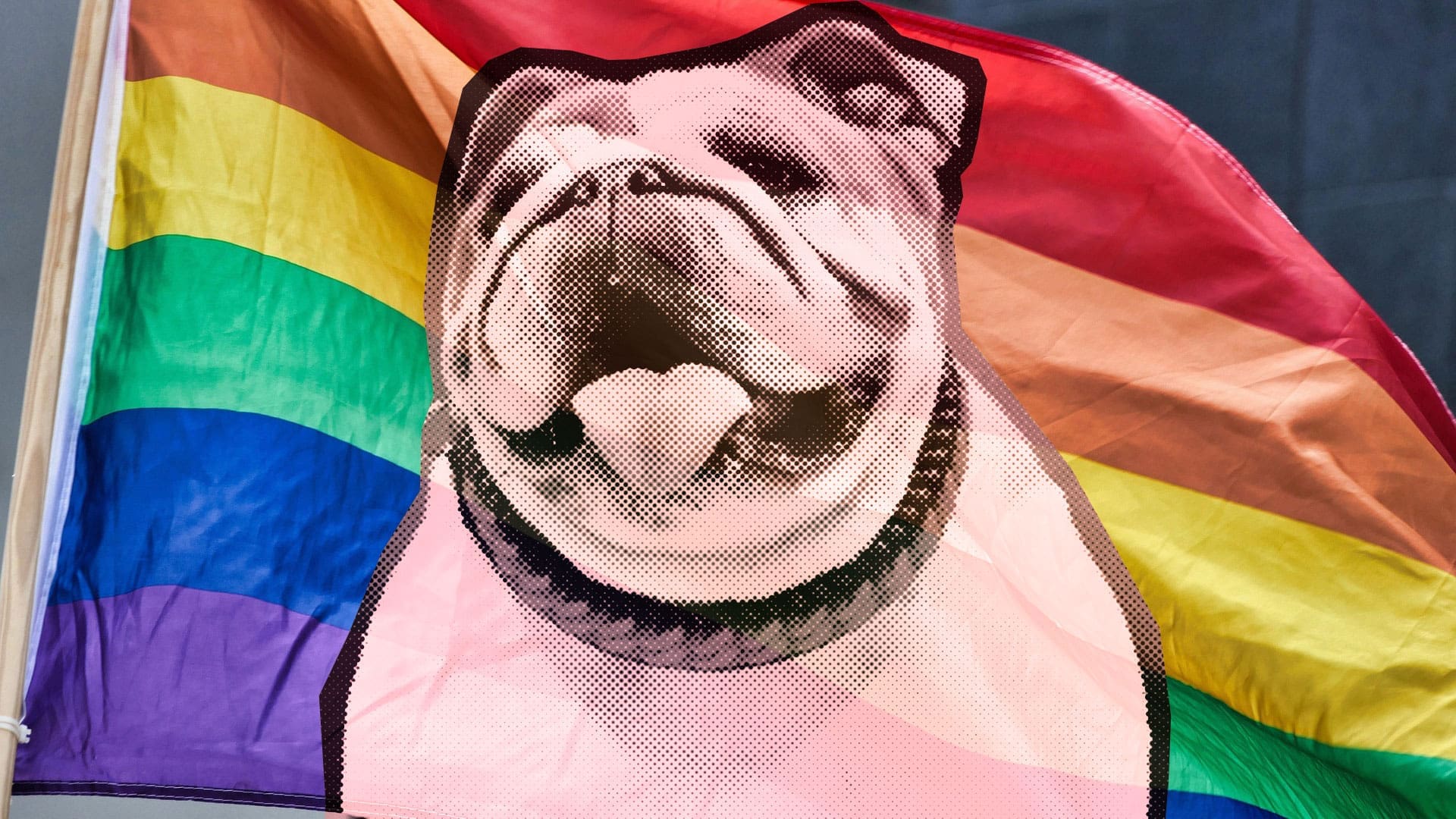 An LGBTQIA+ pride flag with bulldog superimposed