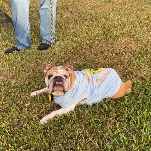 Talulah the bulldog