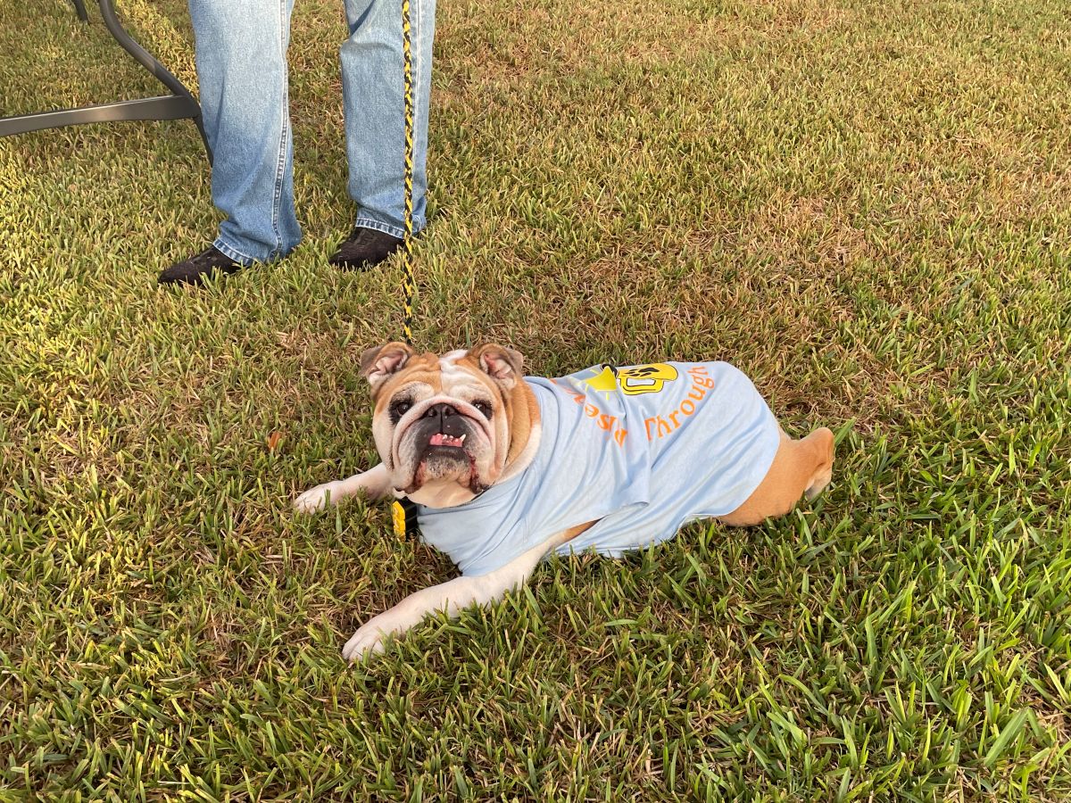 Talulah the bulldog